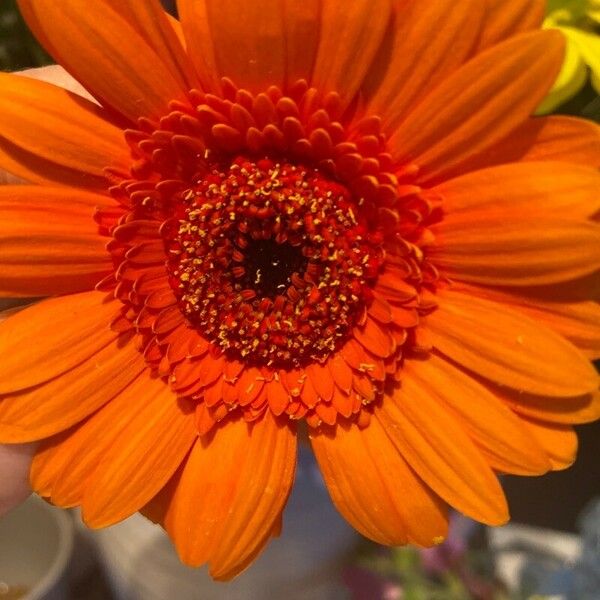 Gerbera spp. Flor