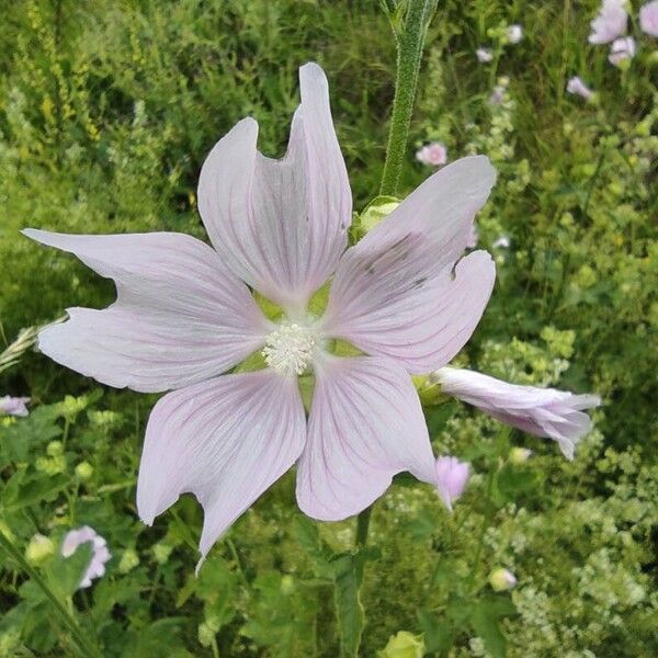 Malva thuringiaca Flor