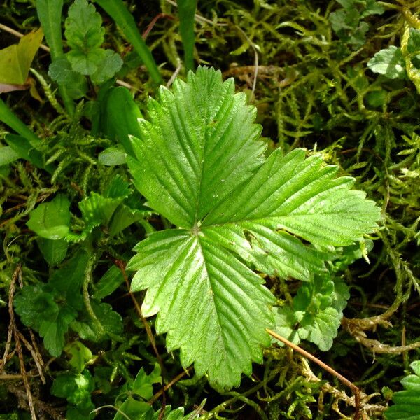 Fragaria vesca 叶