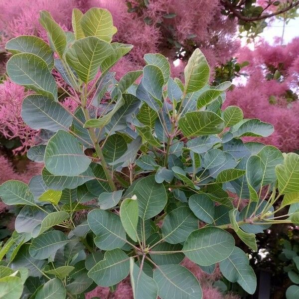 Cotinus coggygria পাতা