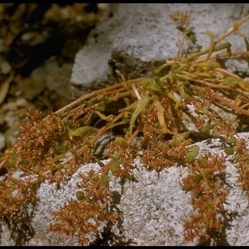 Calyptridium monandrum Агульны выгляд