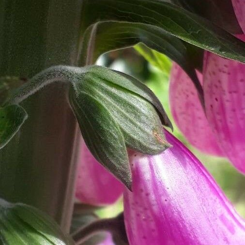 Digitalis purpurea Flor