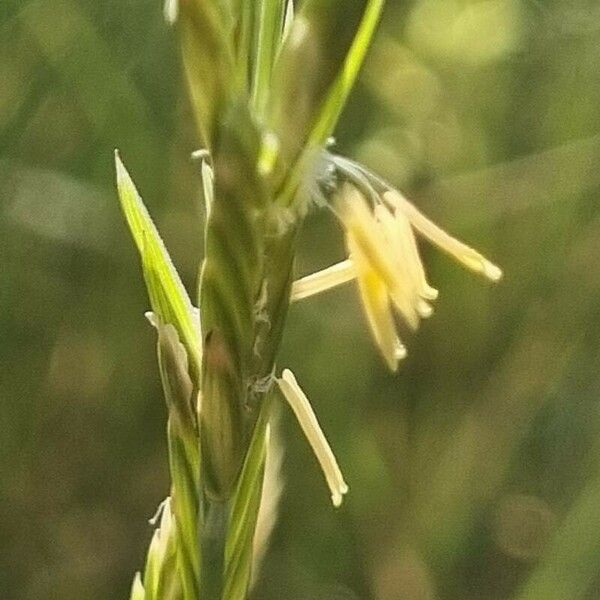 Brachypodium phoenicoides Кветка