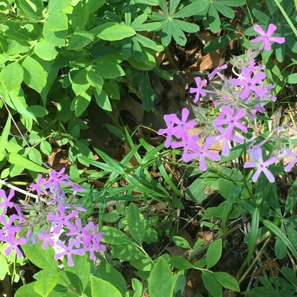 Phlox pilosa List