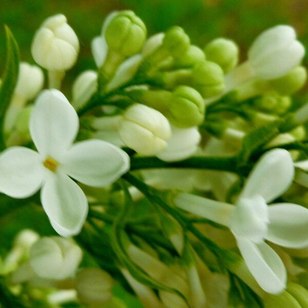 Syringa vulgaris Blodyn