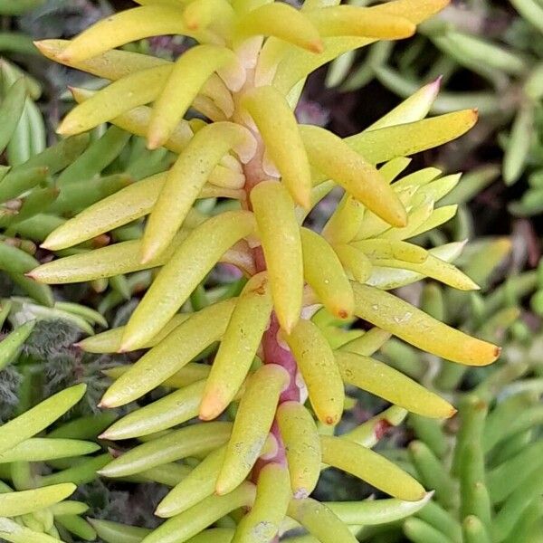 Sedum rupestre ഇല