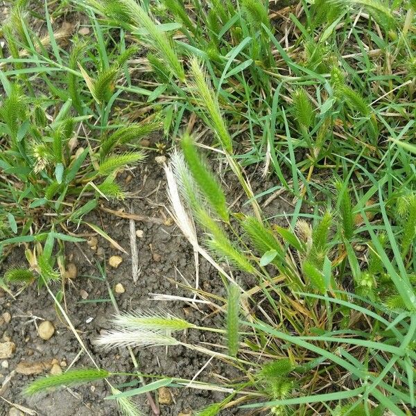 Hordeum pusillum Hábito