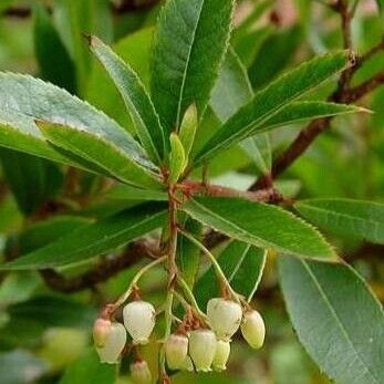 Arbutus andrachne Floare