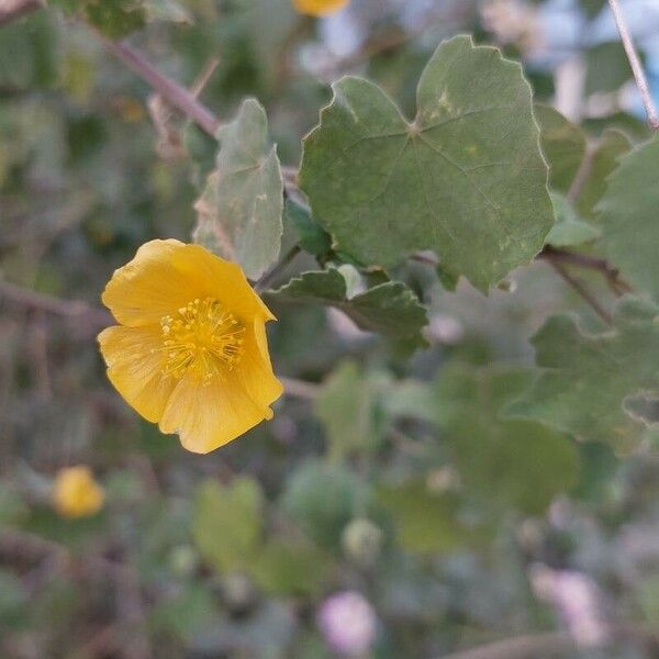 Abutilon indicum Кветка