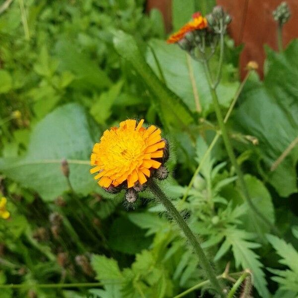 Pilosella aurantiaca 花