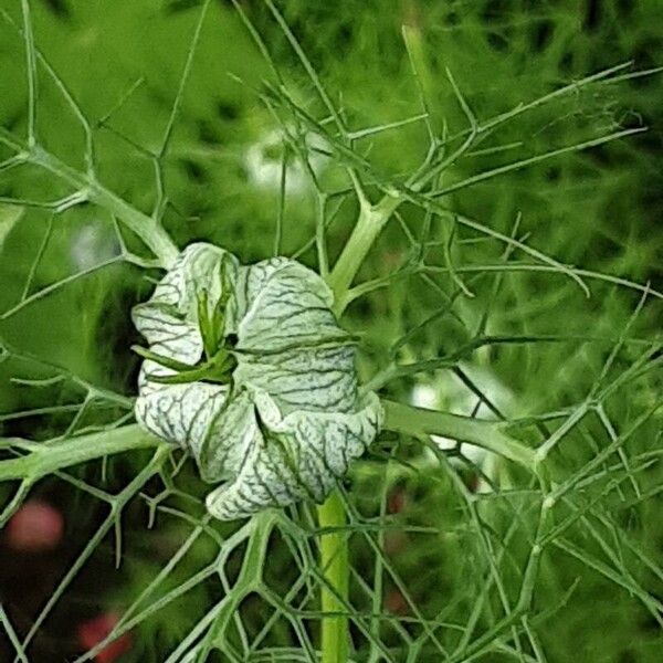 Nigella damascena Blomst