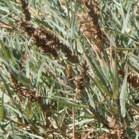 Aeluropus littoralis Fruit