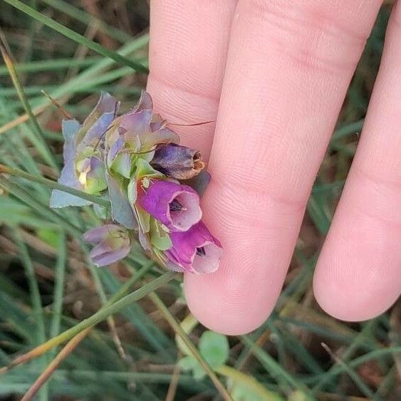 Cerinthe glabra Virág