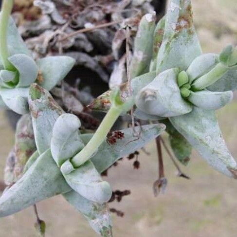 Crassula deceptor Leaf