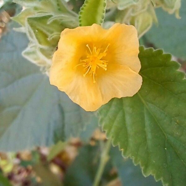 Sida cordifolia Квітка