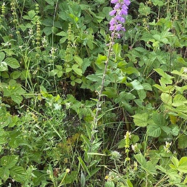 Campanula bononiensis Хабит