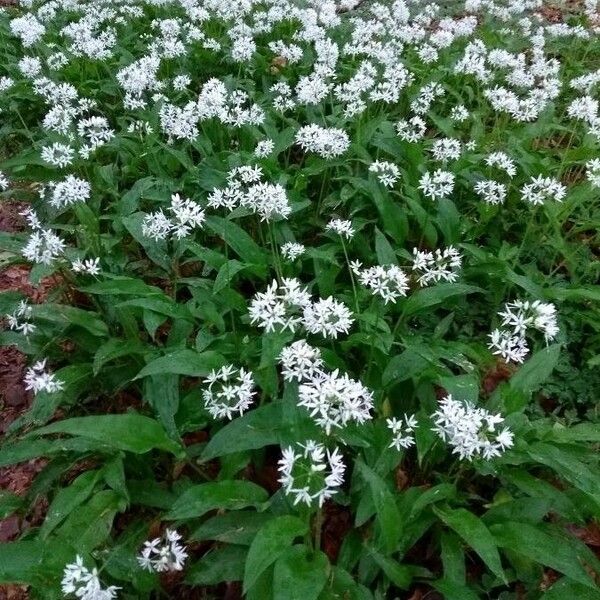 Allium ursinum Flor