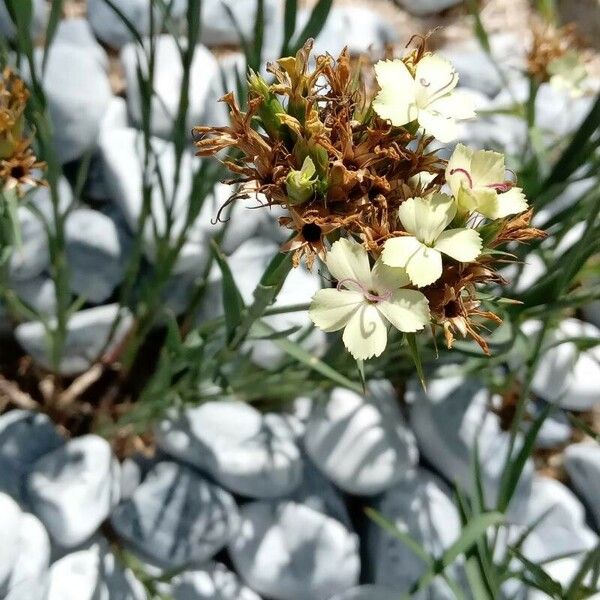 Dianthus knappii Blomst
