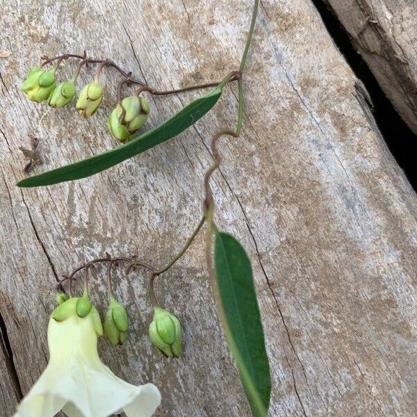 Xenostegia tridentata Хабит