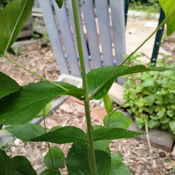 Pycnanthemum muticum बार्क (छाल)