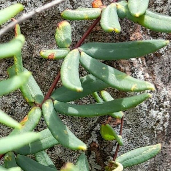 Pellaea ternifolia पत्ता