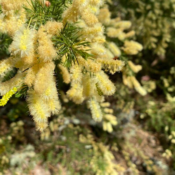 Acacia verticillata Flower