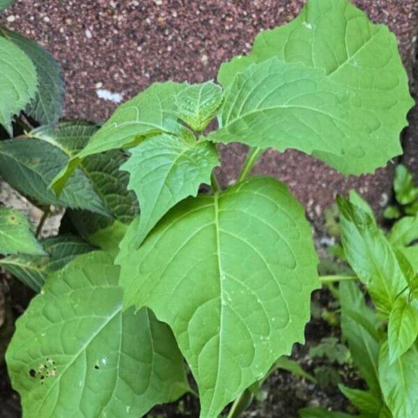 Physalis philadelphica Leaf