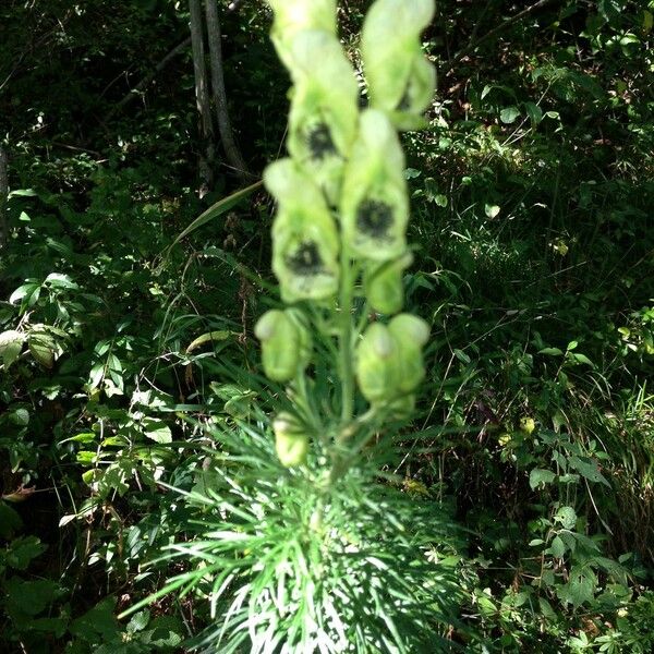 Aconitum anthora Habitus