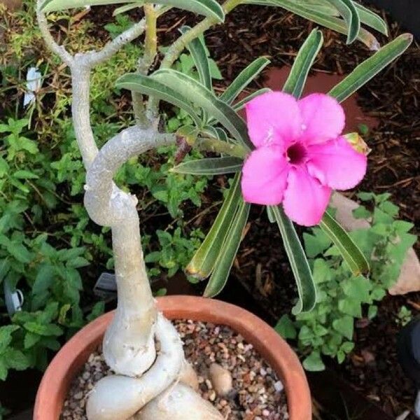 Adenium swazicum 花
