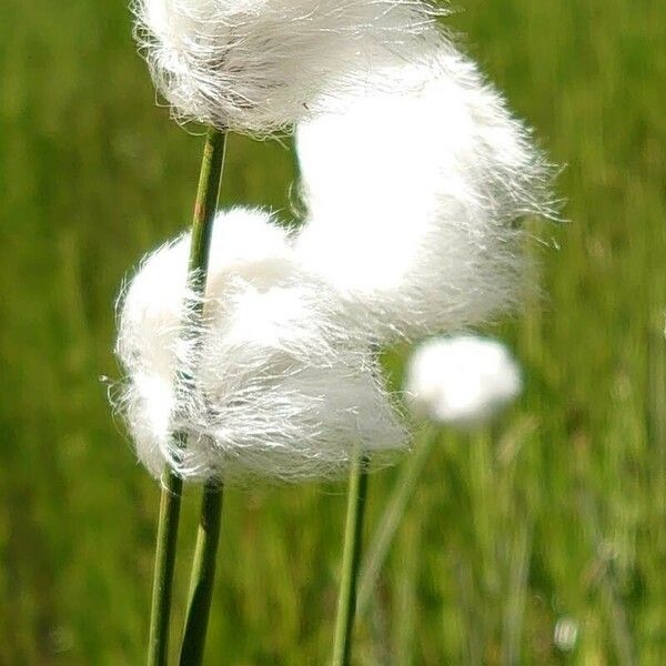 Eriophorum scheuchzeri 花