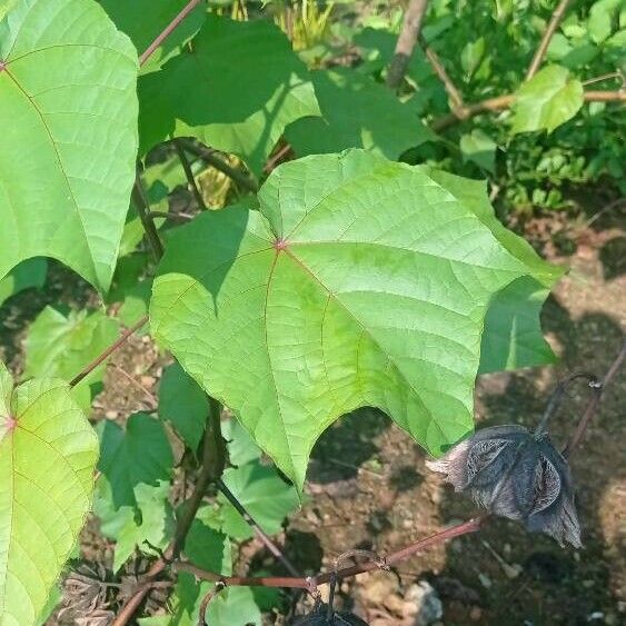 Abroma augustum पत्ता