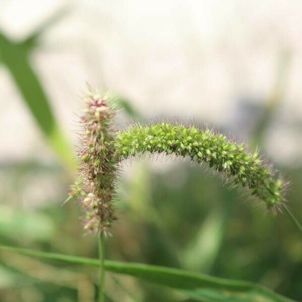 Setaria verticillata Flower