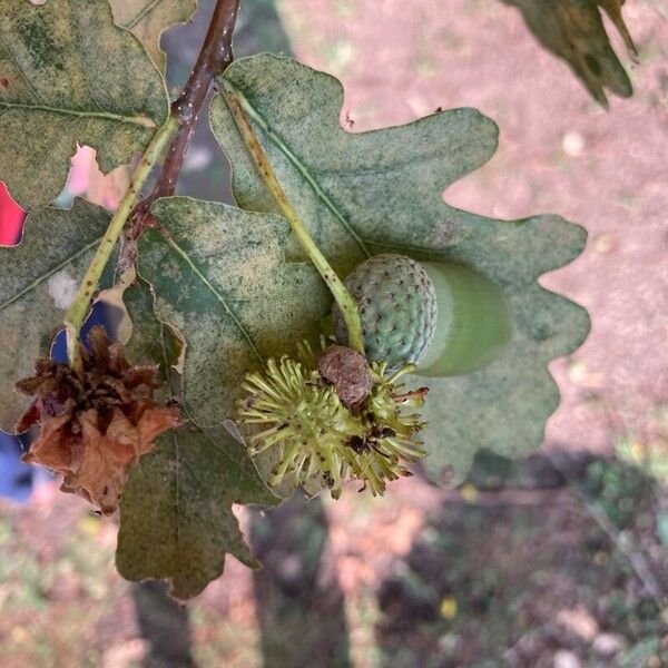 Quercus cerris Owoc