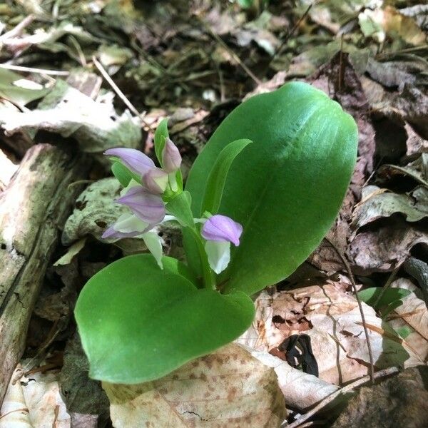 Galearis spectabilis Flower