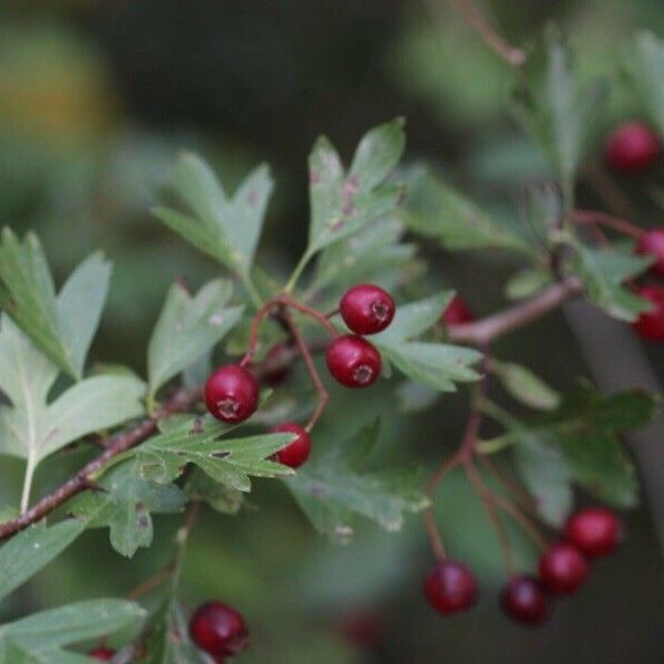 Crataegus monogyna Плод