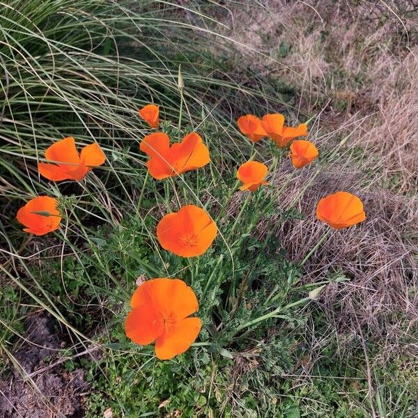 Eschscholzia californica Pokrój