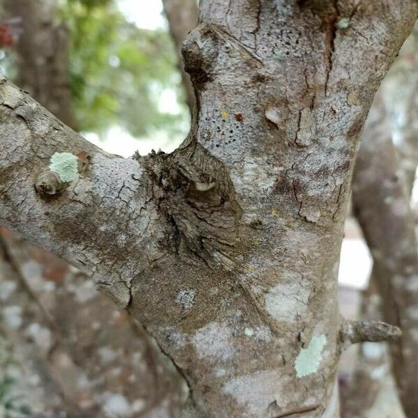 Loropetalum chinense Bark