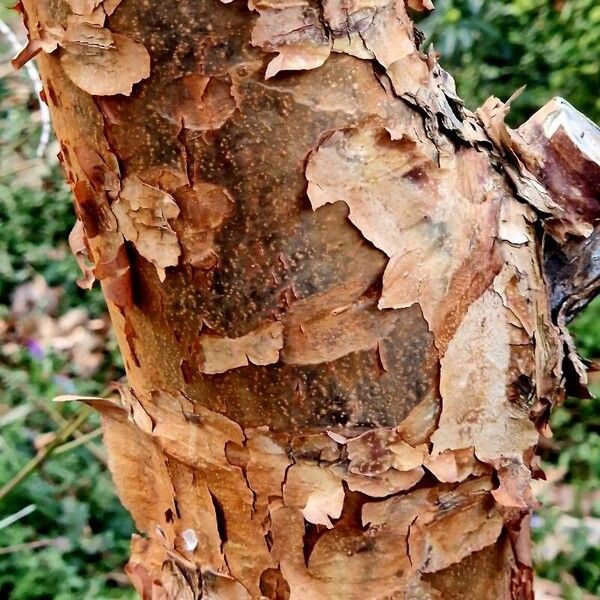 Acer griseum Écorce