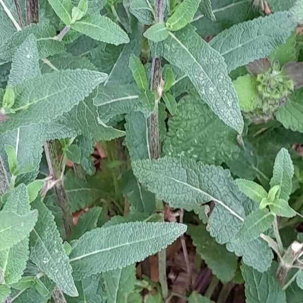 Salvia × sylvestris Leaf