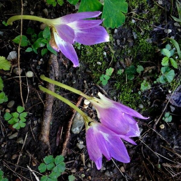 Colchicum autumnale Flor