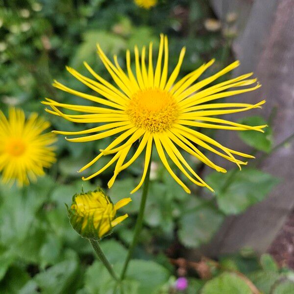 Doronicum plantagineum പുഷ്പം