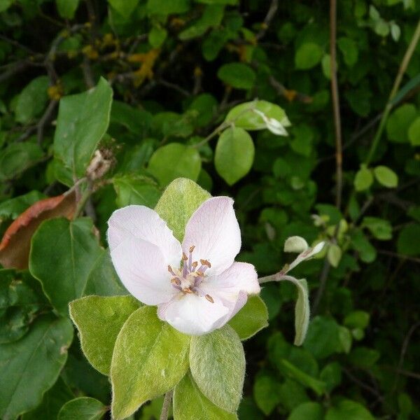 Cydonia oblonga Квітка