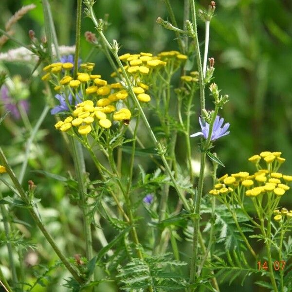 Tanacetum vulgare Pokrój