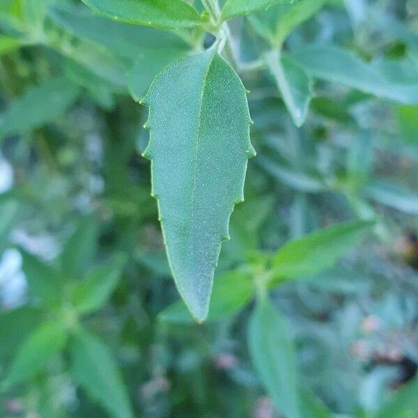 Prostanthera ovalifolia 叶