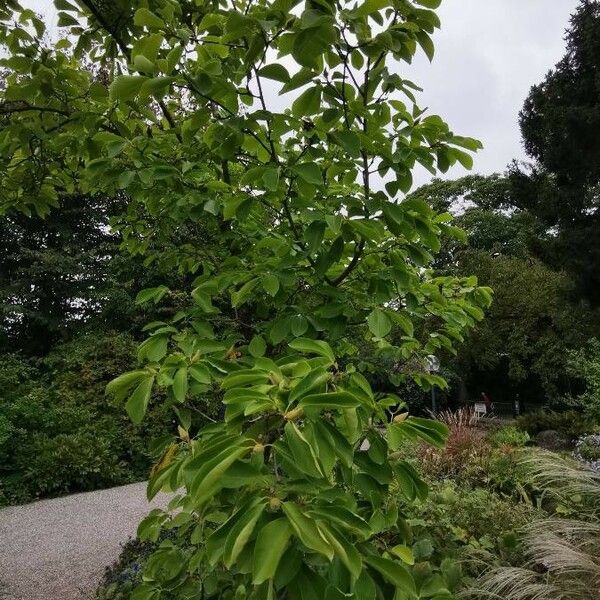 Magnolia sprengeri Habitatea