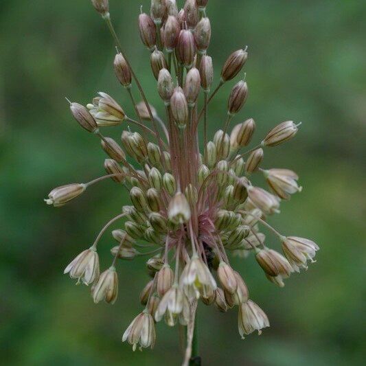 Allium pallens Flower