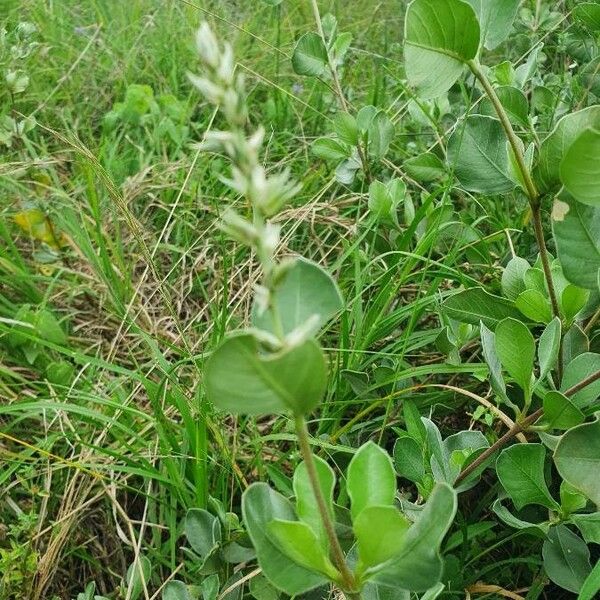 Sericocomopsis hildebrandtii Облик