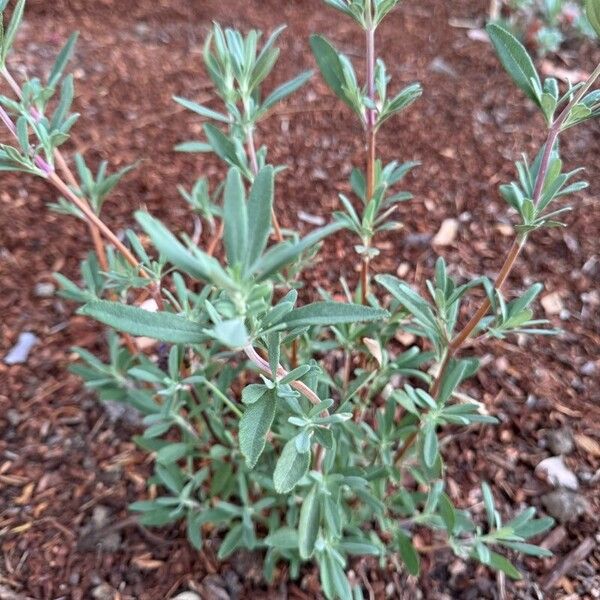 Salvia clevelandii Hoja