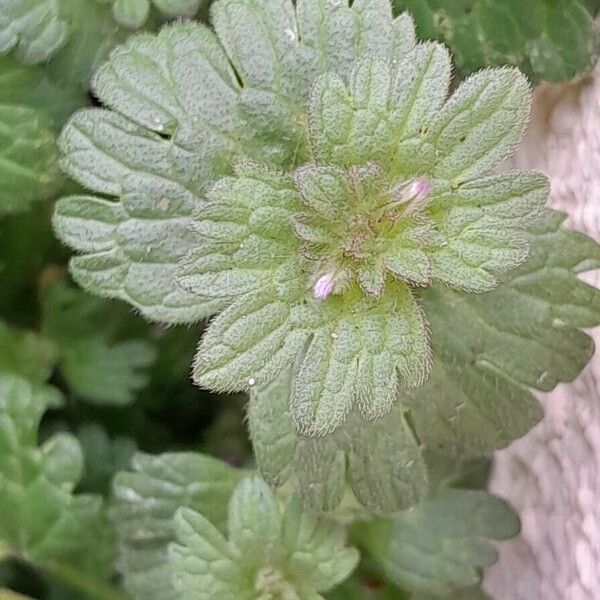 Lamium amplexicaule Ліст