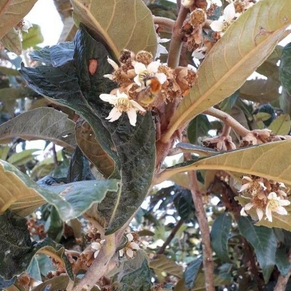 Rhaphiolepis bibas Flower